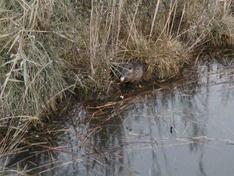 Ponterosso: pericolo nutrie nel torrente