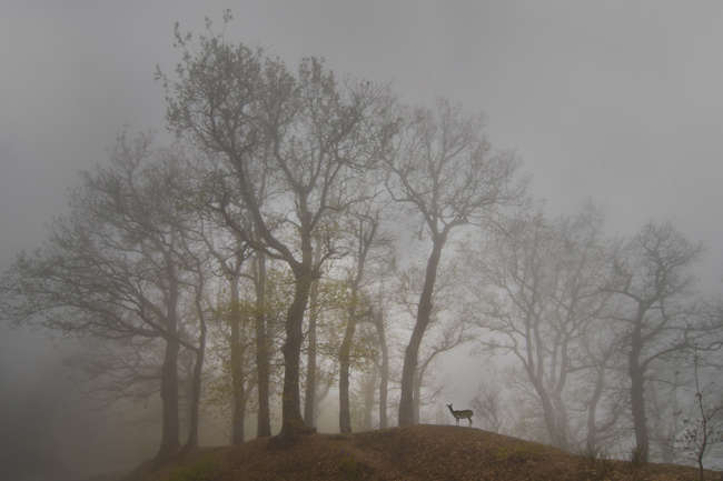Bosco nella nebbia (Flavio Bianchedi) - 3° premio paesaggio naturale